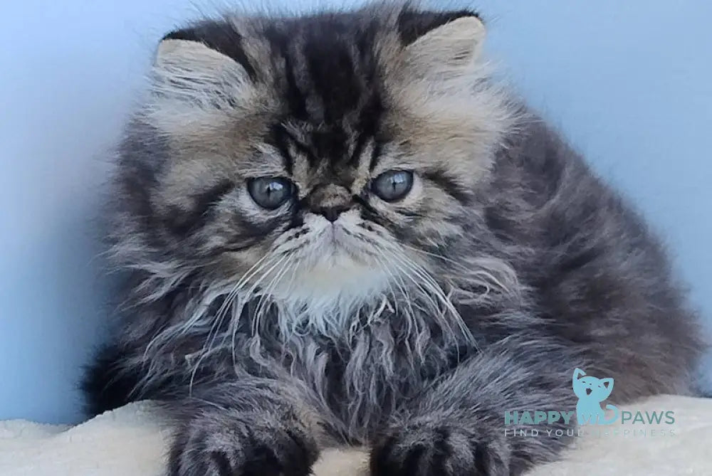 Almaz Persian Male Black Tabby Live Animals