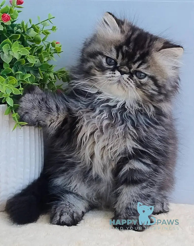 Almaz Persian Male Black Tabby Live Animals