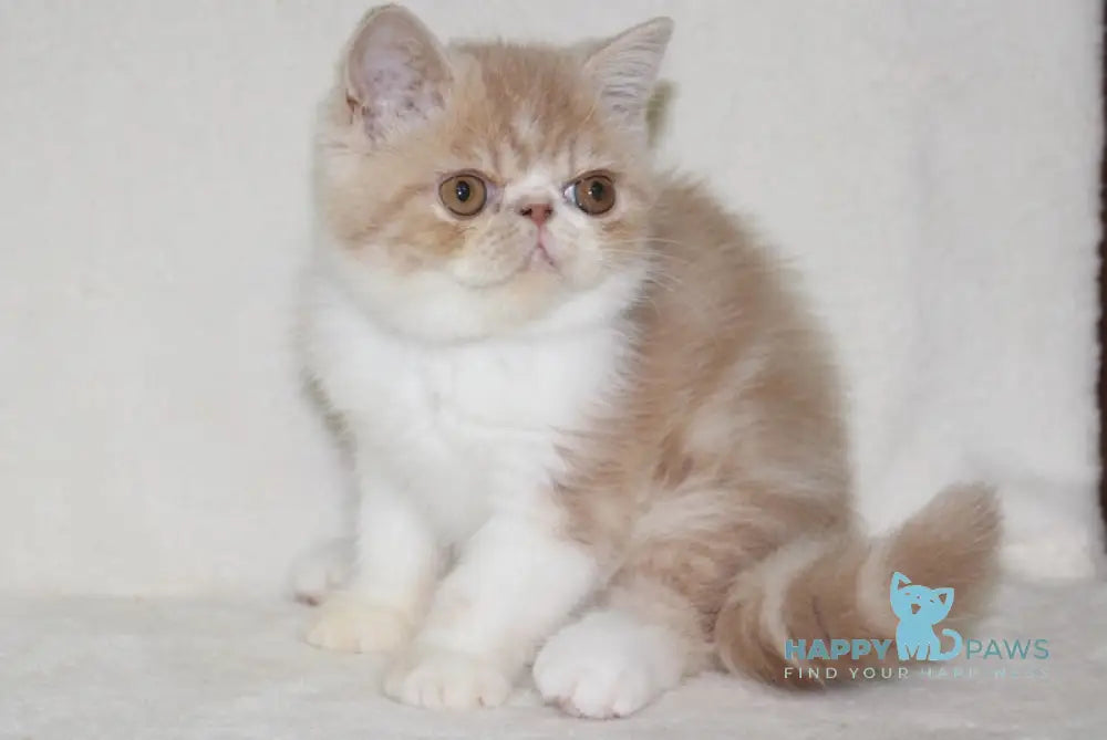 Aloiz Exotic Male Cream Tabby Bicolour Live Animals