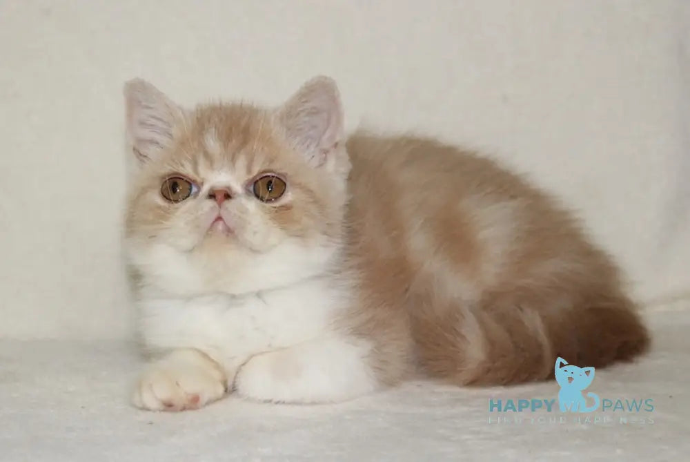 Aloiz Exotic Male Cream Tabby Bicolour Live Animals