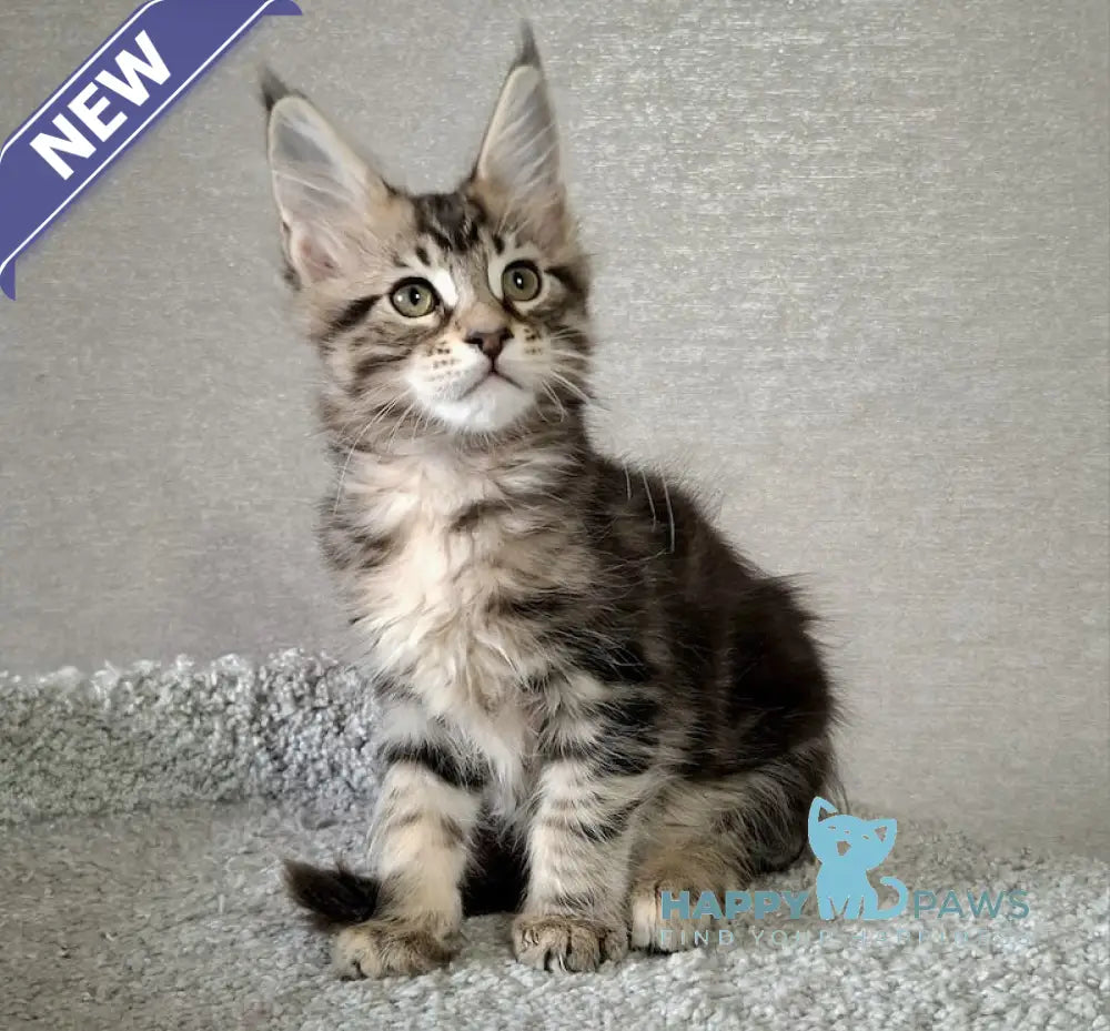 Altai Maine Coon Male Black Tabby Live Animals