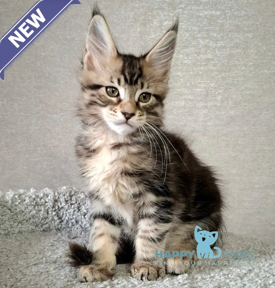 Altai Maine Coon Male Black Tabby Live Animals