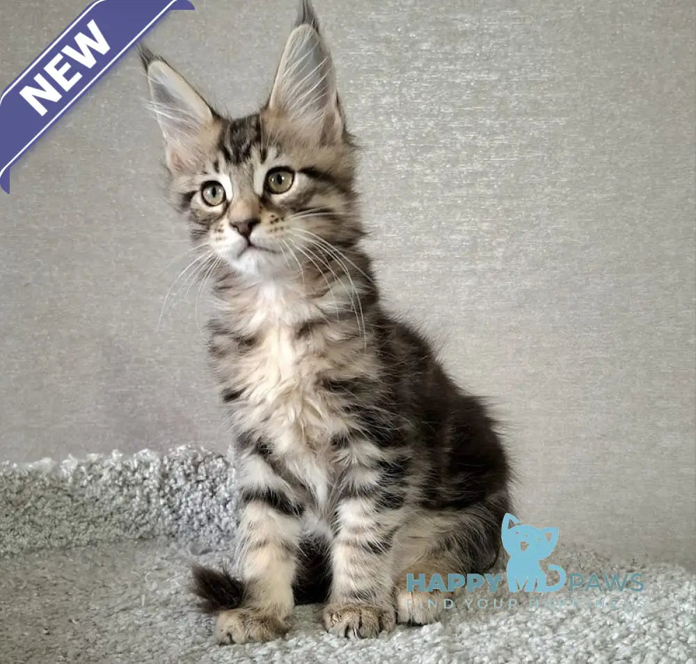 Altai Maine Coon Male Black Tabby Live Animals