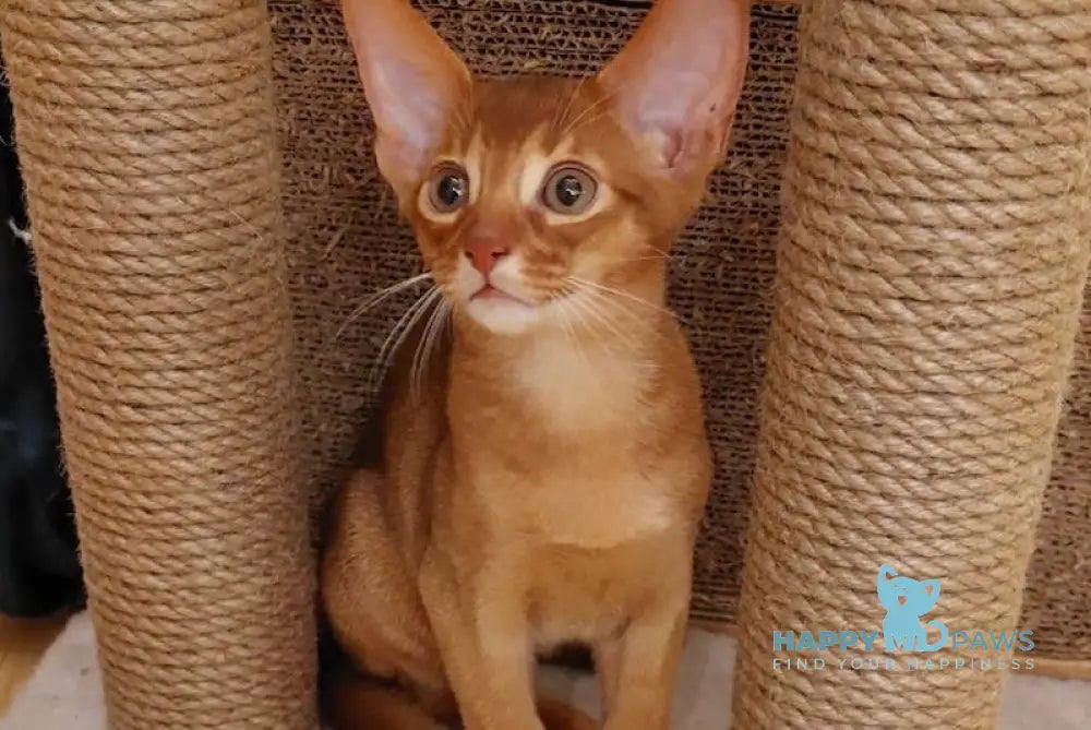 Amigo Abyssinian Male Sorrel Live Animals