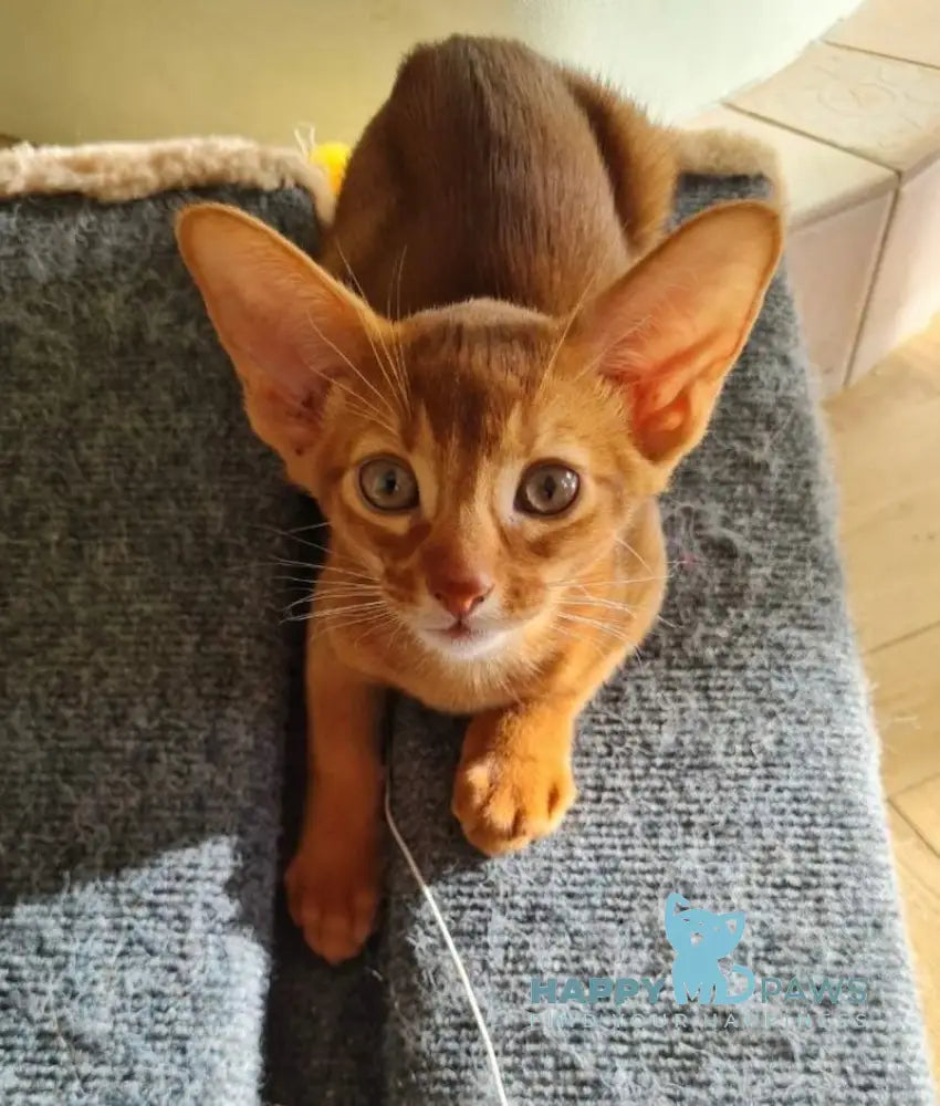 Amigo Abyssinian Male Sorrel Live Animals