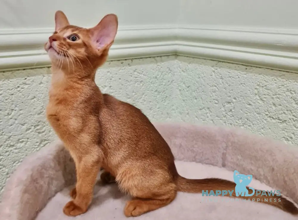 Amigo Abyssinian Male Sorrel Live Animals