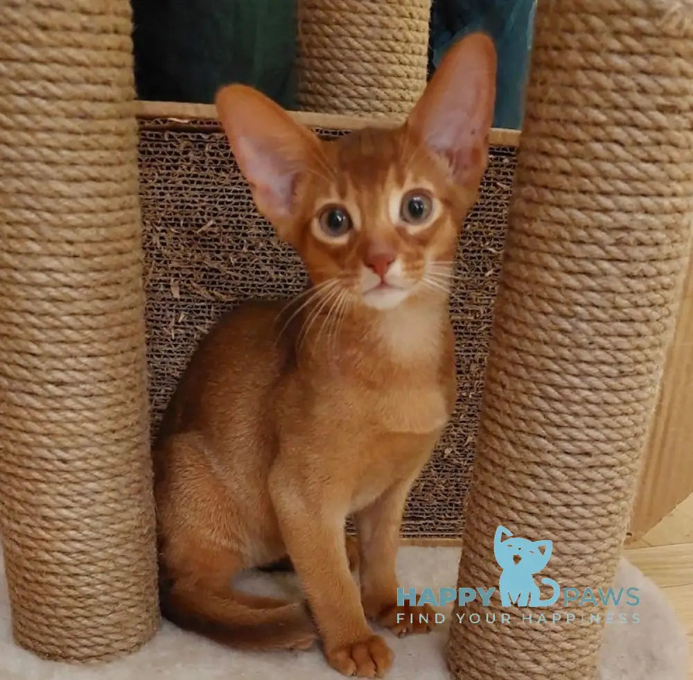 Amigo Abyssinian Male Sorrel Live Animals