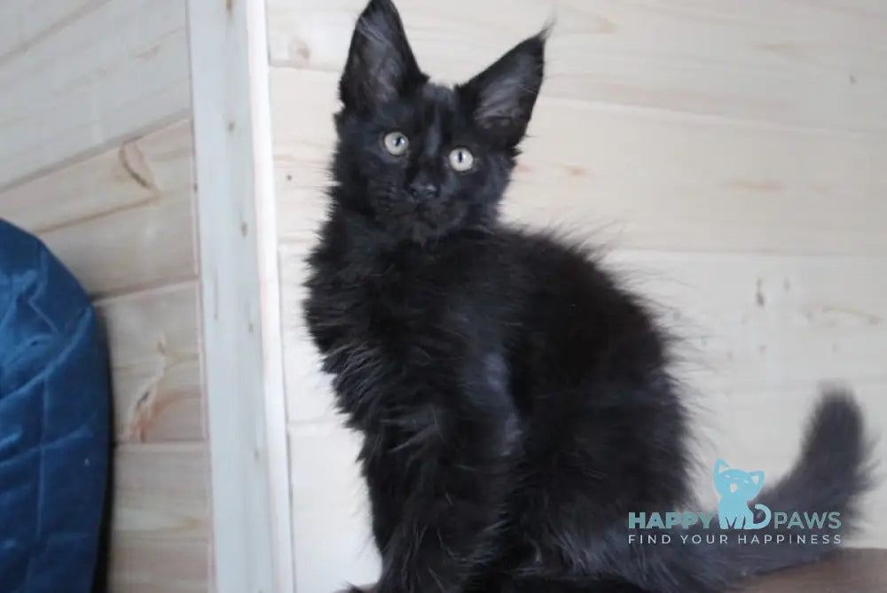 Amur Maine Coon Male Black Live Animals