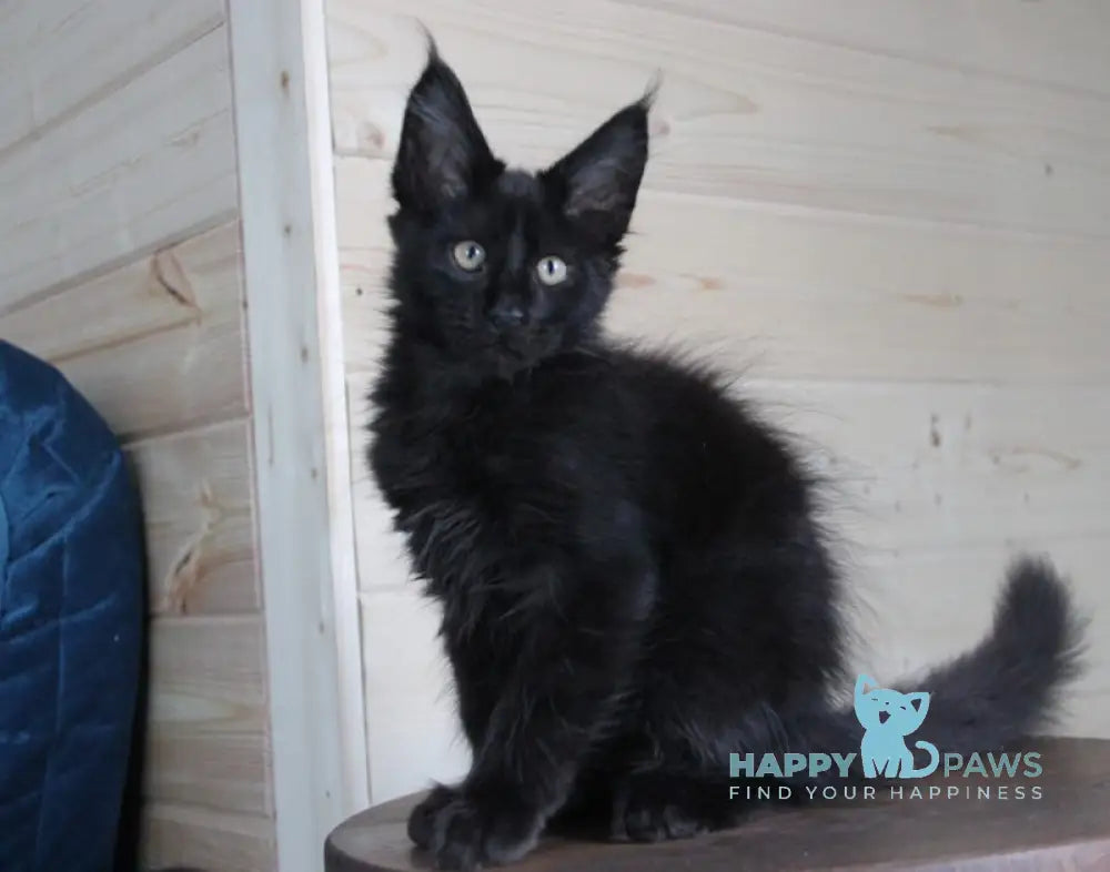 Amur Maine Coon Male Black Live Animals