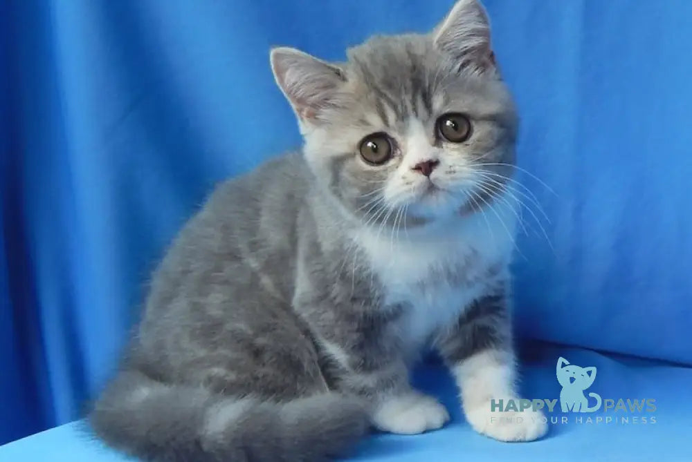 Amur Scottish Straight Male Blue Tabby Bicolour Live Animals