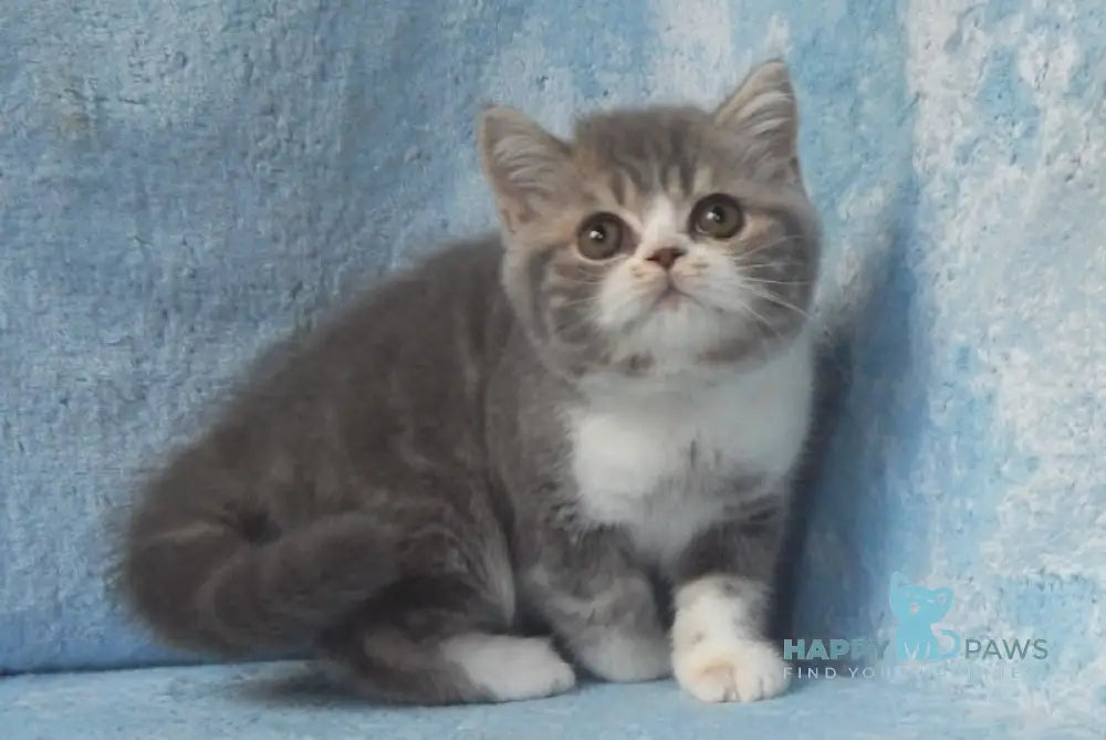 Amur Scottish Straight Male Blue Tabby Bicolour Live Animals