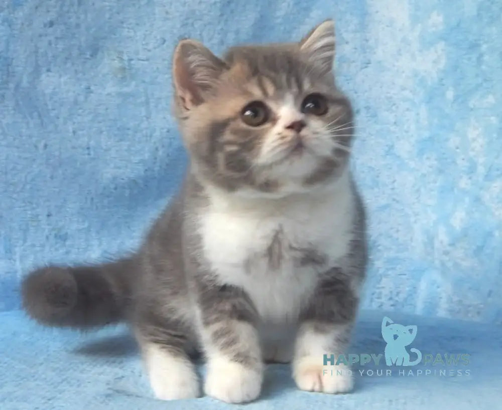 Amur Scottish Straight Male Blue Tabby Bicolour Live Animals