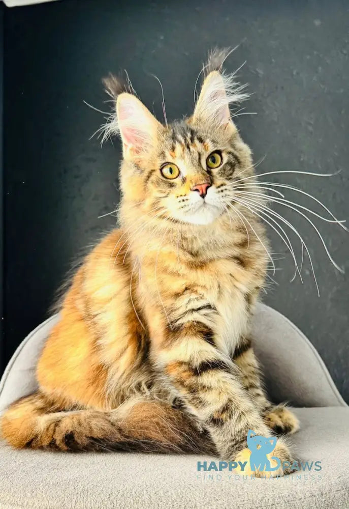 Angelica Maine Coon female black tortie tabby live animals