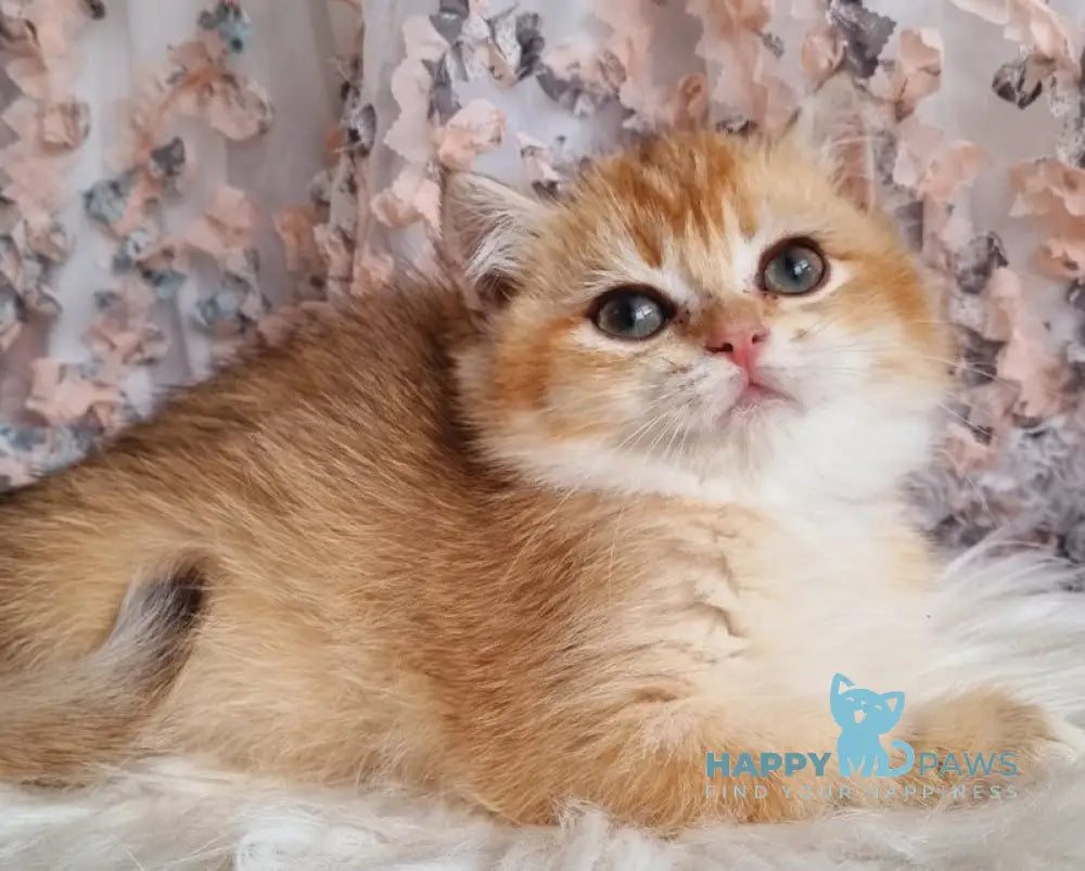 Angelina British Shorthair Female Chocolate Golden Shaded Live Animals