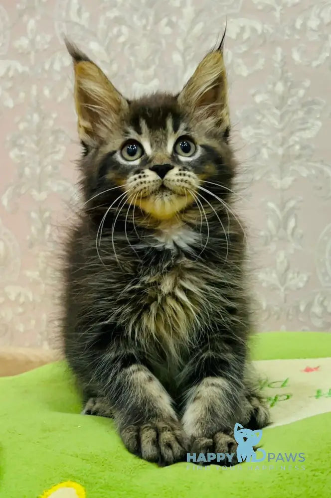 Anita Maine Coon Female Black Ticked Tabby Live Animals