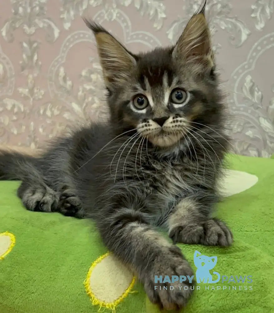 Anita Maine Coon Female Black Ticked Tabby Live Animals