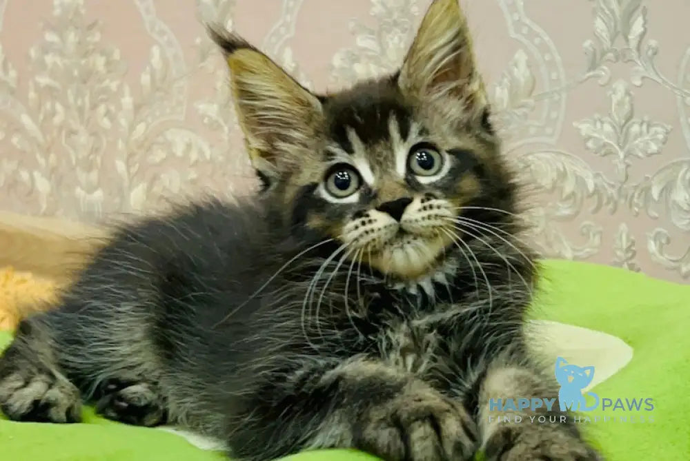 Anita Maine Coon Female Black Ticked Tabby Live Animals