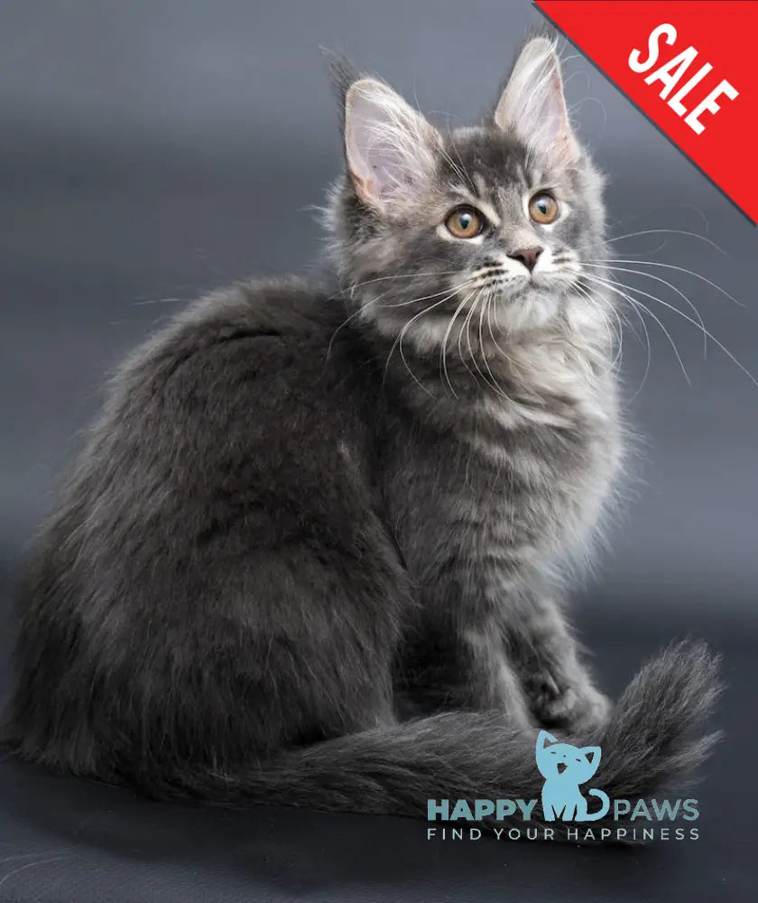 Anita Maine Coon Polydactyl Female Blue Tabby Live Animals