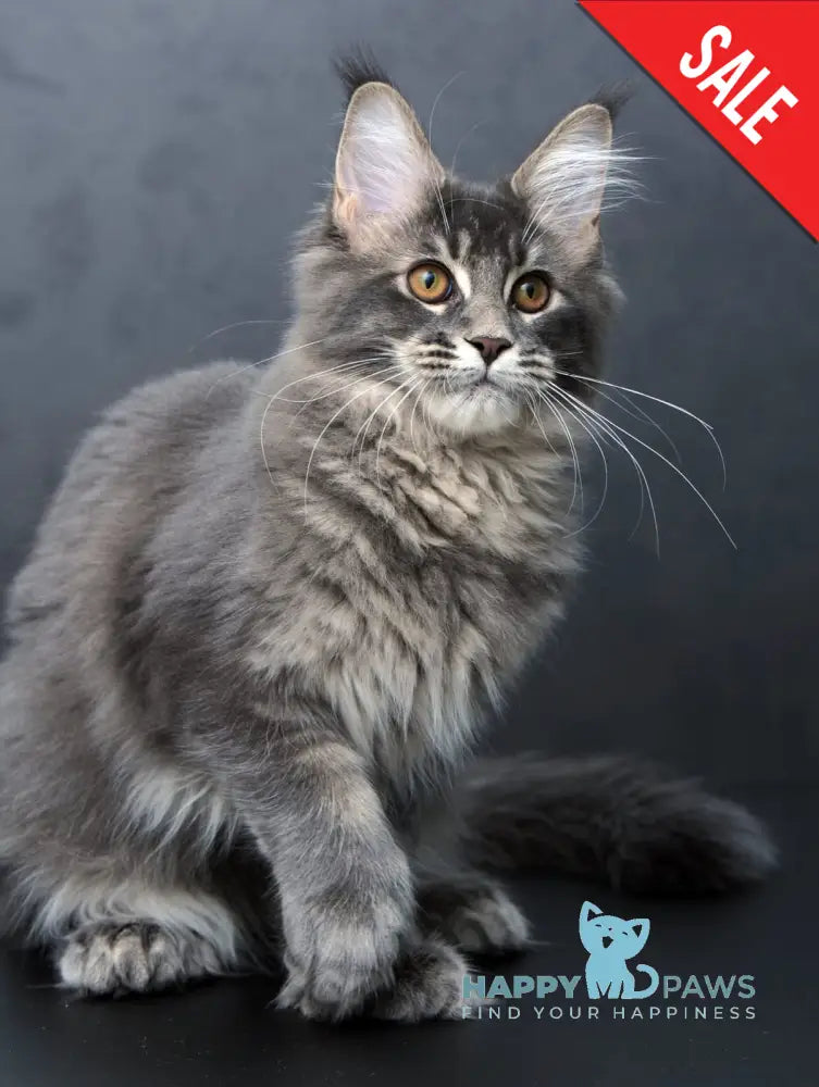 Anita Maine Coon Polydactyl Female Blue Tabby Live Animals