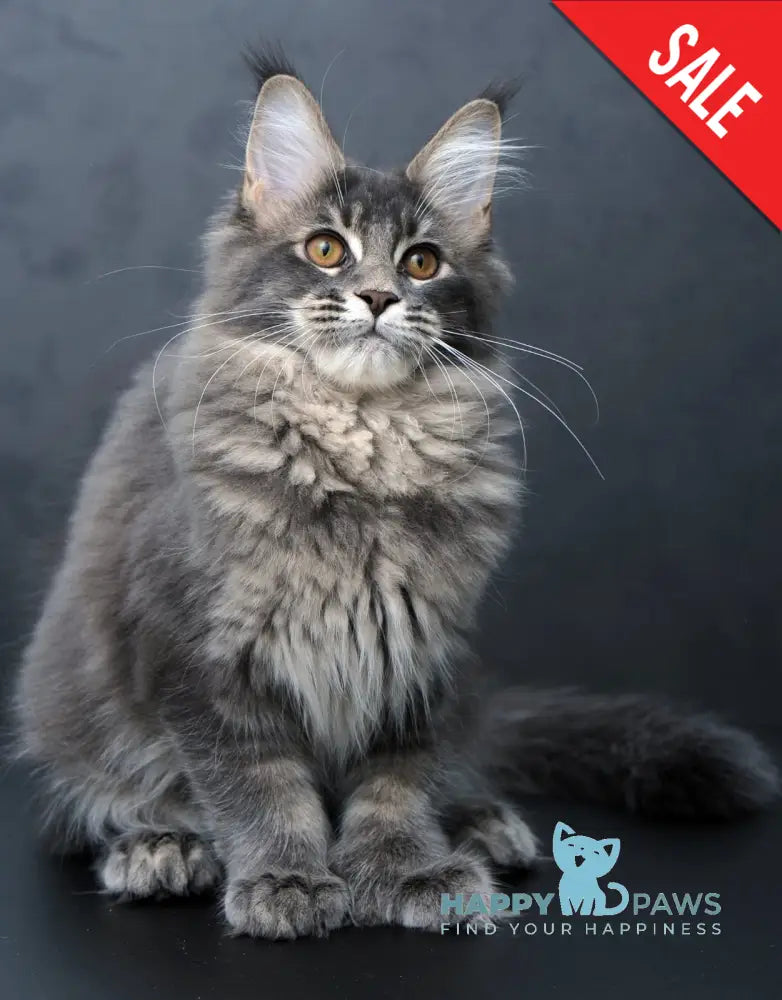 Anita Maine Coon Polydactyl Female Blue Tabby Live Animals