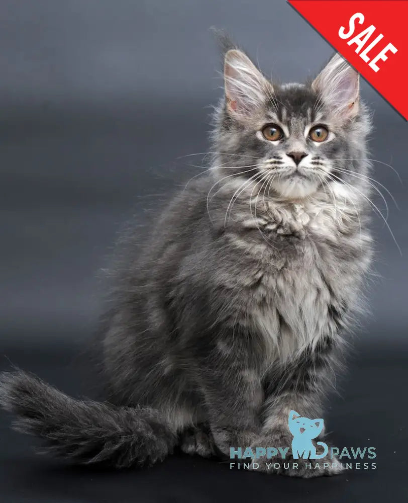 Anita Maine Coon Polydactyl Female Blue Tabby Live Animals