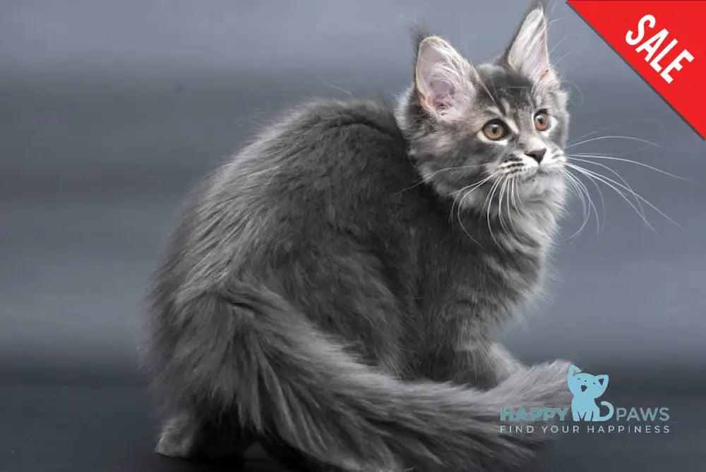 Anita Maine Coon Polydactyl Female Blue Tabby Live Animals