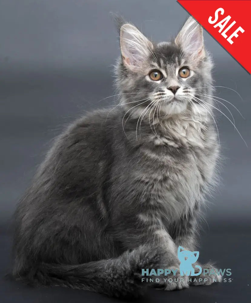 Anita Maine Coon Polydactyl Female Blue Tabby Live Animals