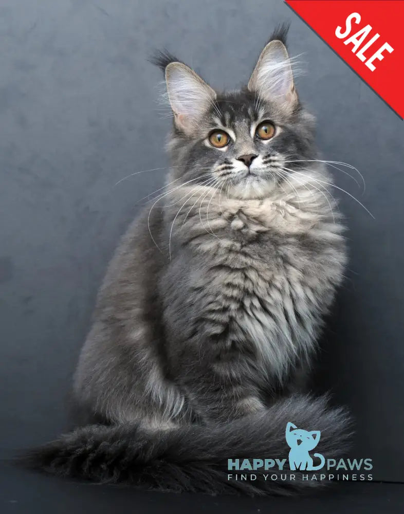 Anita Maine Coon Polydactyl Female Blue Tabby Live Animals