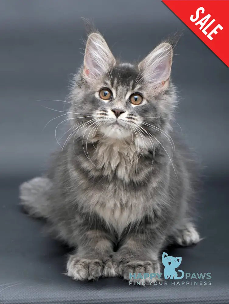 Anita Maine Coon Polydactyl Female Blue Tabby Live Animals