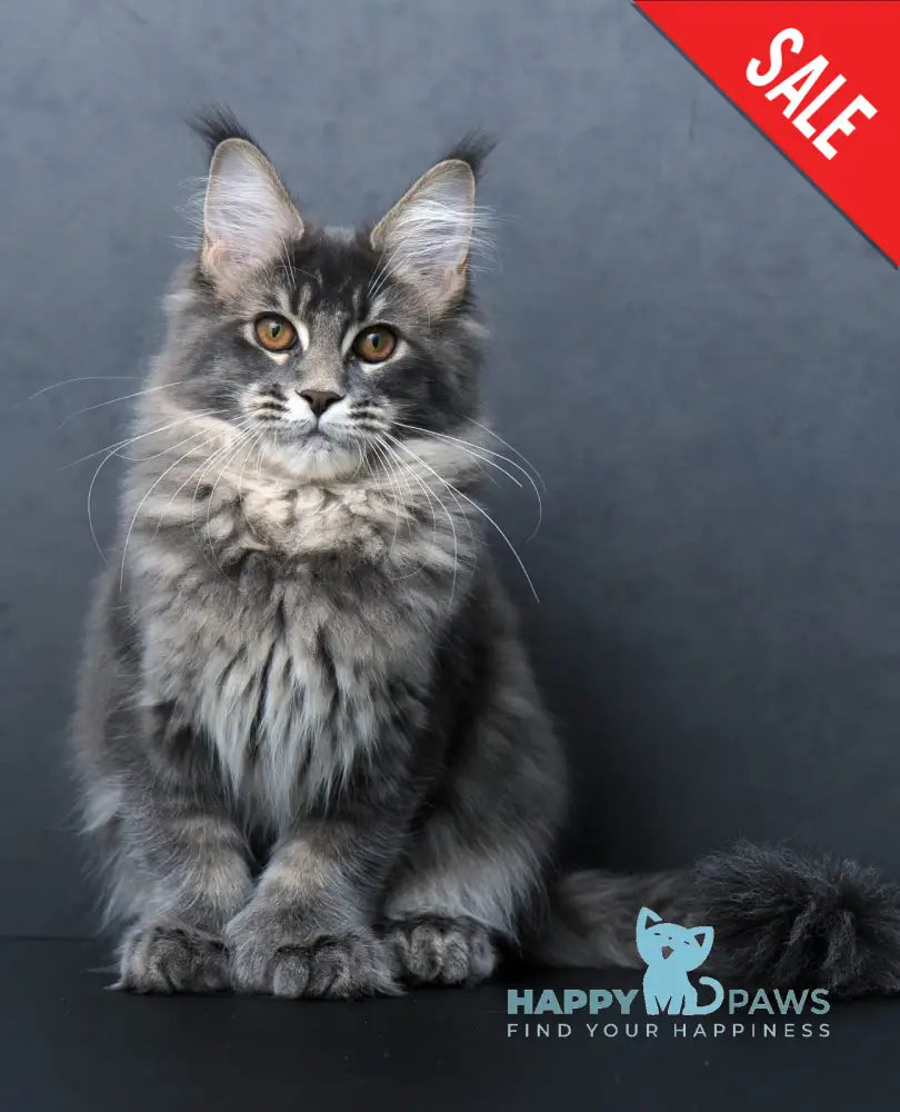 Anita Maine Coon Polydactyl Female Blue Tabby Live Animals