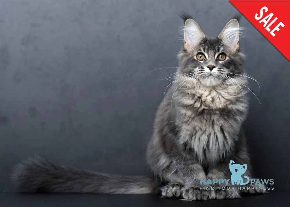 Anita Maine Coon Polydactyl Female Blue Tabby Live Animals