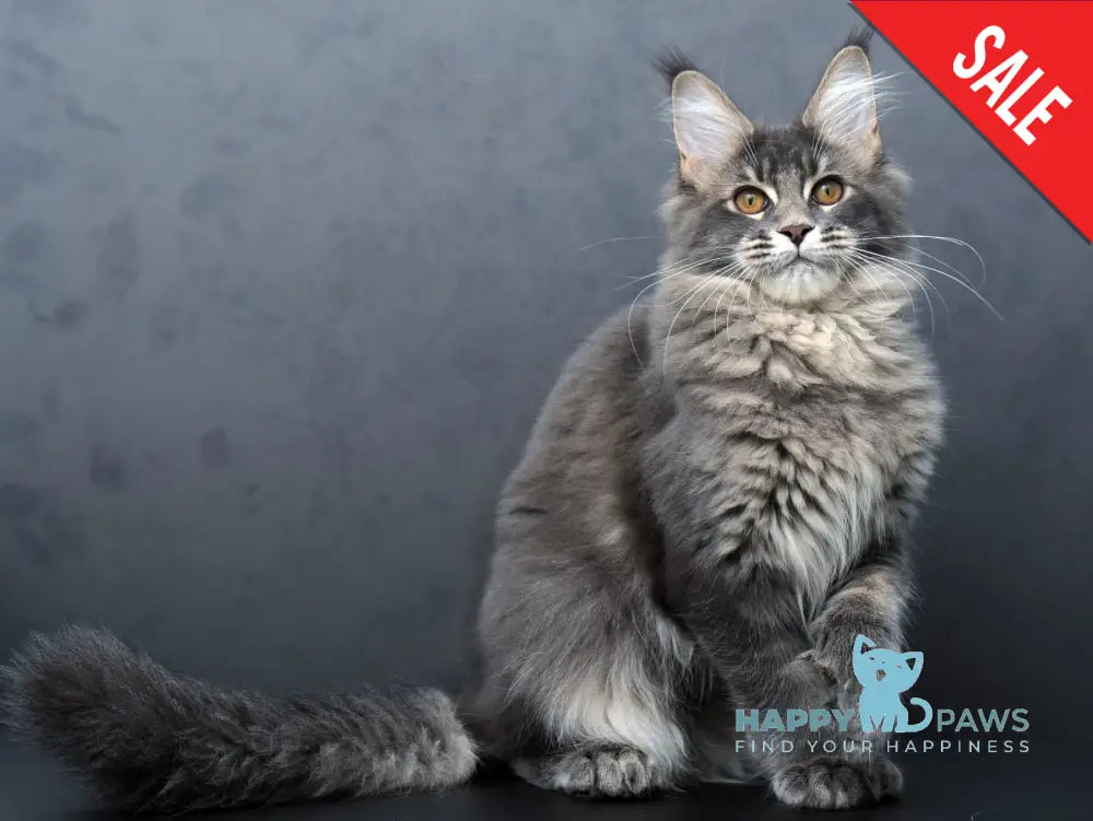 Anita Maine Coon Polydactyl Female Blue Tabby Live Animals