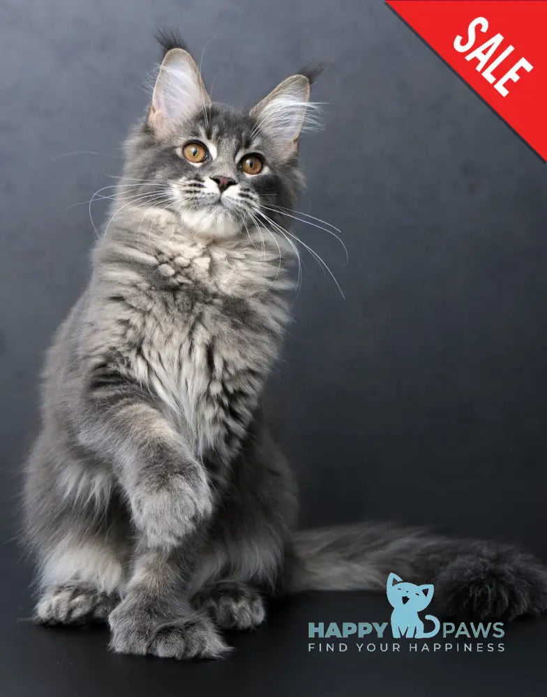 Anita Maine Coon Polydactyl Female Blue Tabby Live Animals