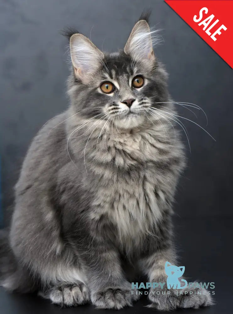 Anita Maine Coon Polydactyl Female Blue Tabby Live Animals