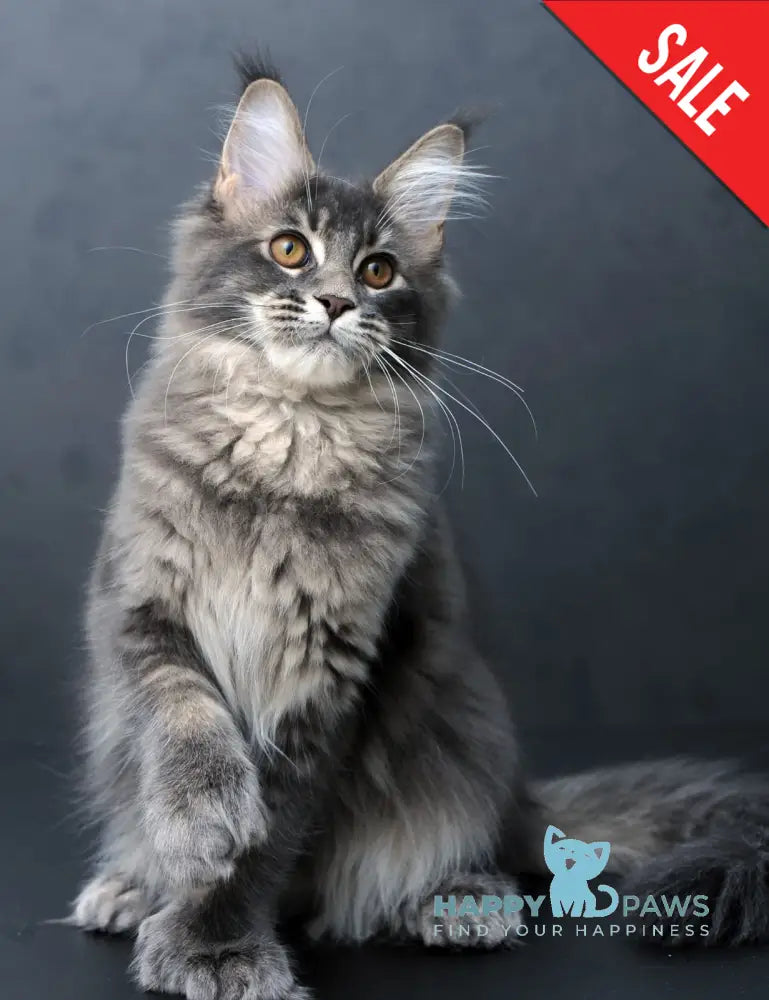 Anita Maine Coon Polydactyl Female Blue Tabby Live Animals