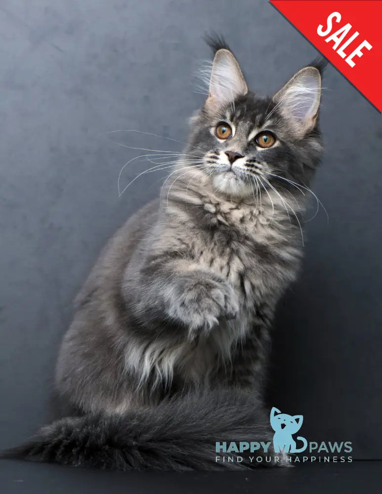 Anita Maine Coon Polydactyl Female Blue Tabby Live Animals