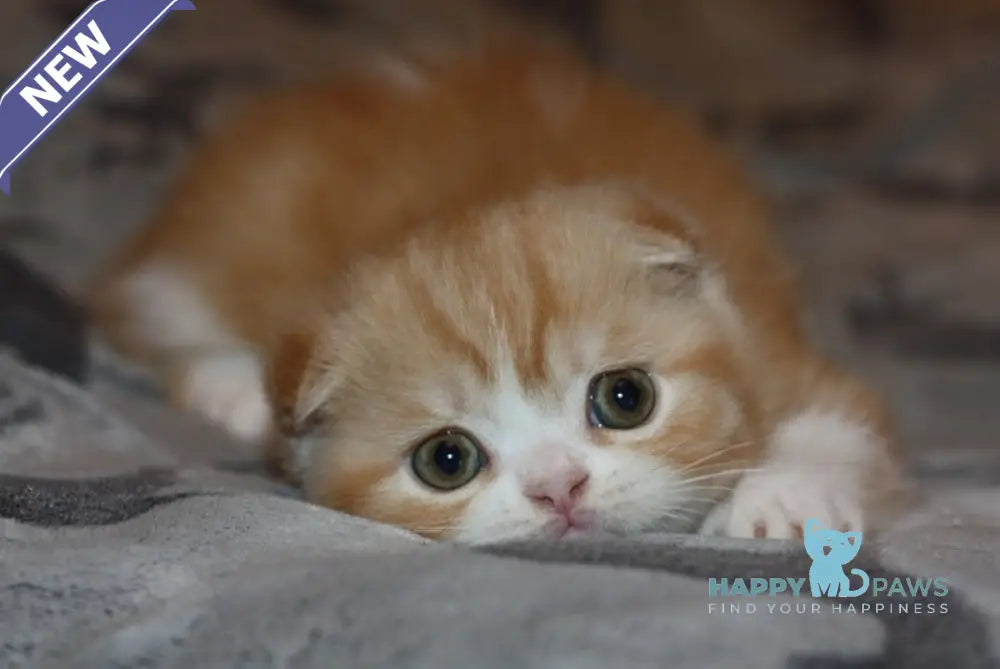 April Scottish Fold Female Red Silver Spotted Tabby Bicolour Live Animals