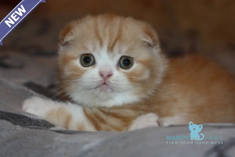 April Scottish Fold Female Red Silver Spotted Tabby Bicolour Live Animals