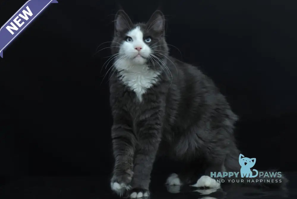 Aqua Maine Coon Female Blue Bicolour Live Animals