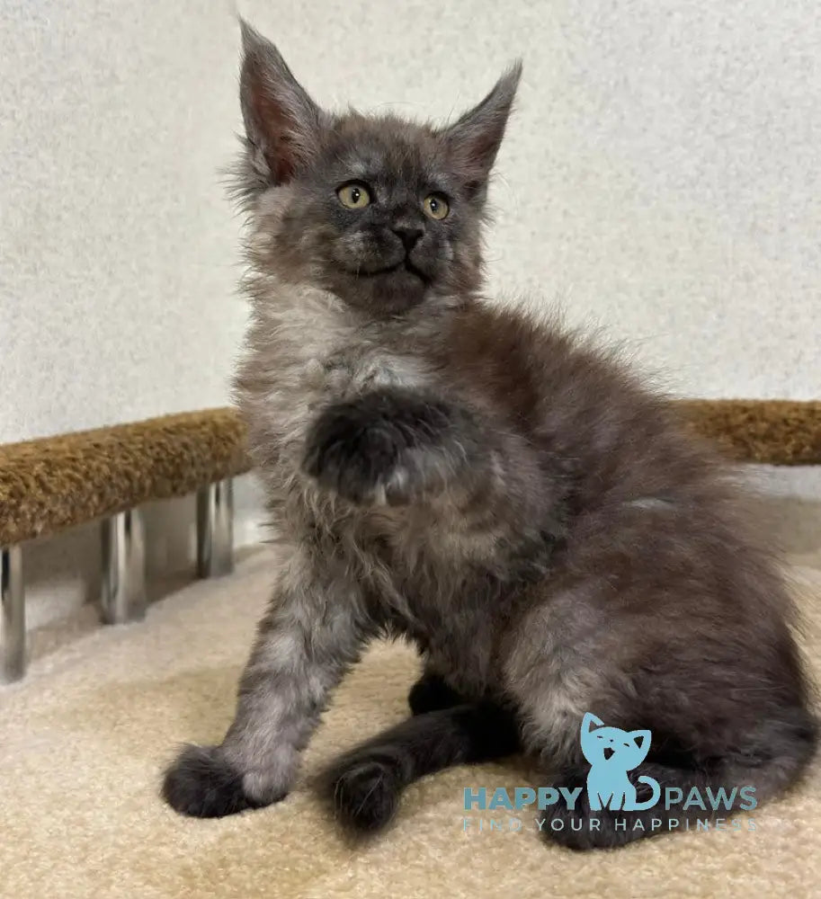Aray Maine Coon Male Black Silver Live Animals