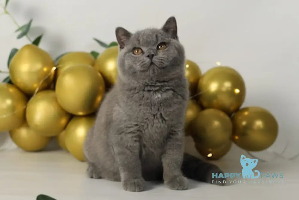 Archi British Shorthair Male Blue Live Animals