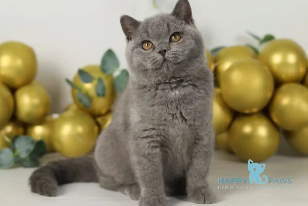 Archi British Shorthair Male Blue Live Animals