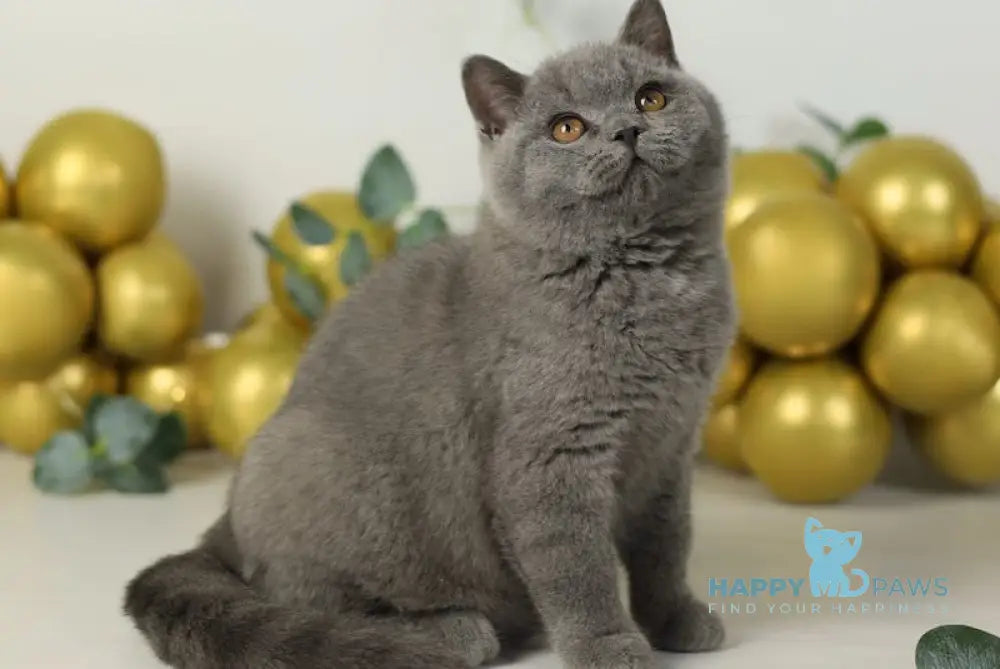 Archi British Shorthair Male Blue Live Animals