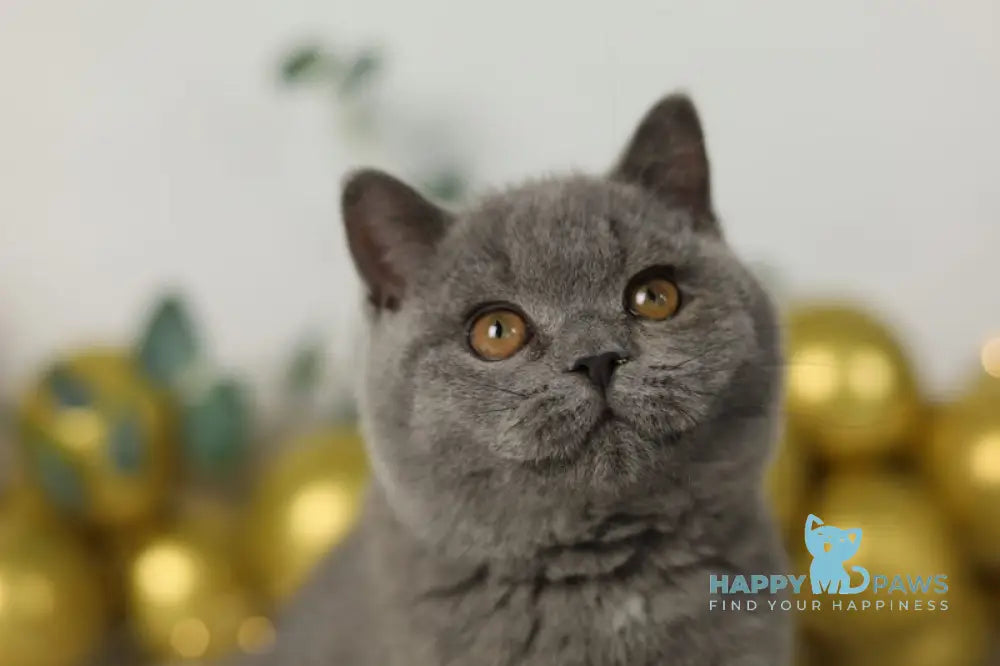 Archi British Shorthair Male Blue Live Animals