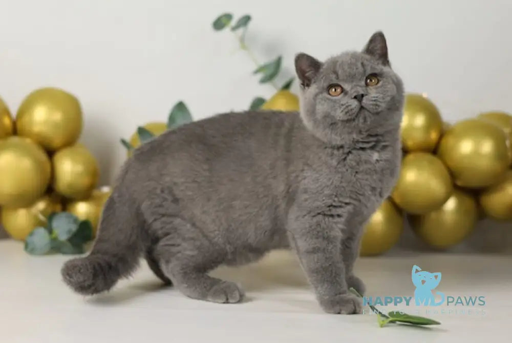 Archi British Shorthair Male Blue Live Animals