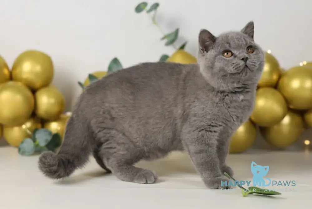 Archi British Shorthair Male Blue Live Animals