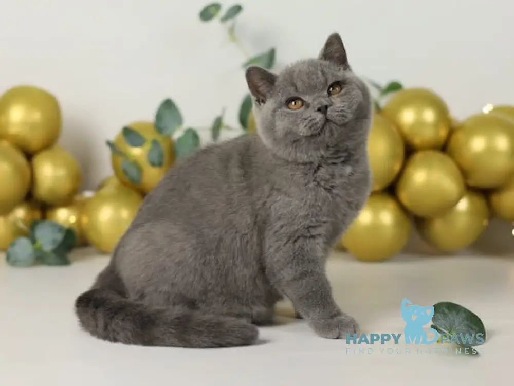 Archi British Shorthair Male Blue Live Animals