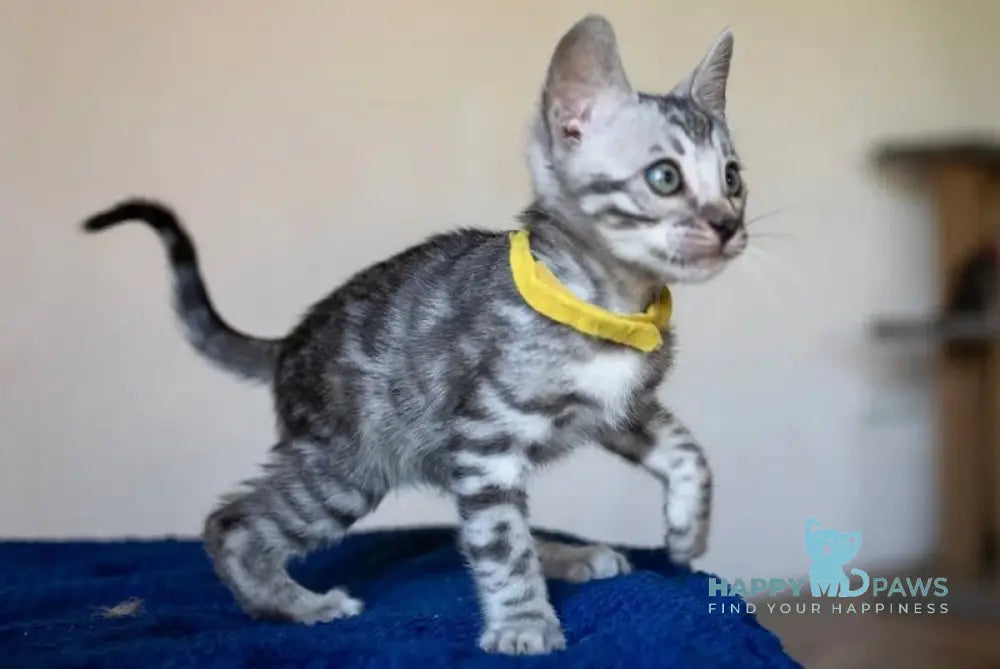 Ares Bengal Male Black Silver Spotted Tabby Live Animals