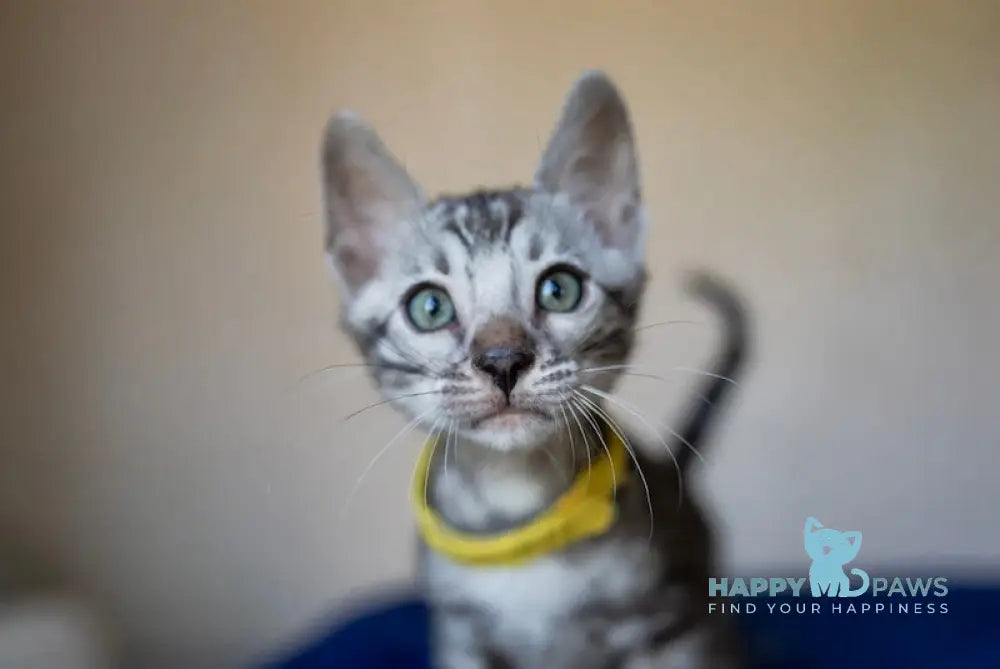 Ares Bengal Male Black Silver Spotted Tabby Live Animals