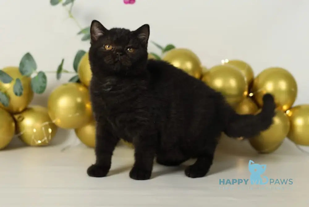 Aria British Shorthair Female Black Live Animals